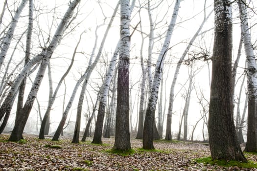 long poplar species