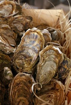 Fresh catch of raw oysters in wooden box at retail display of fisherman market, close up, high angle view