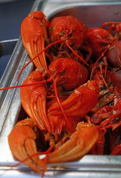 Portion of cooked ready to eat red crawfish (crayfish) with big claws in metal tray at retail display, close up, high angle front view