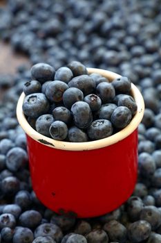 Fresh ripe blueberry berries heap in old vintage red enamel metal mug at retail farmers market stall, close up, high angle view