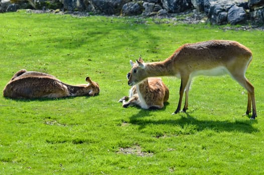 Cobe de lechwe grazing in the prairie of the amneville zoo in the meuse in France