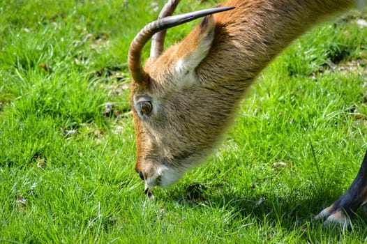 Cobe de lechwe grazing in the prairie of the amneville zoo in the meuse in France