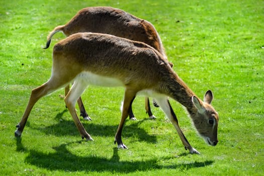 Cobe de lechwe grazing in the prairie of the amneville zoo in the meuse in France