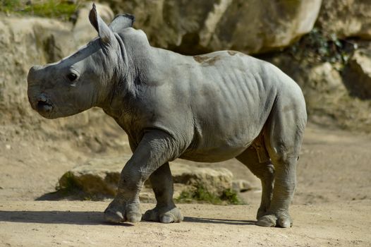 Young rhinoceros on a rock background in a wildlife park in France