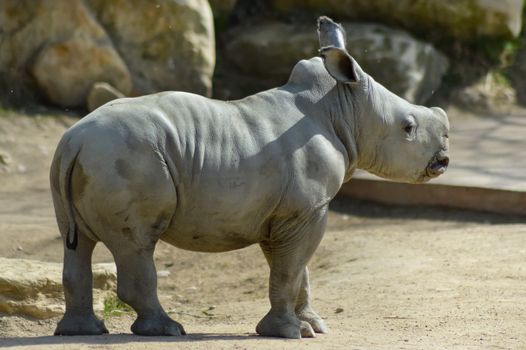 Young rhinoceros on a rock background in a wildlife park in France