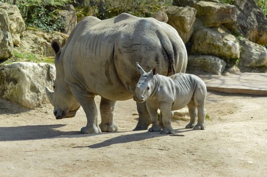 Young rhinoceros and mum on a rock background in a wildlife park in France