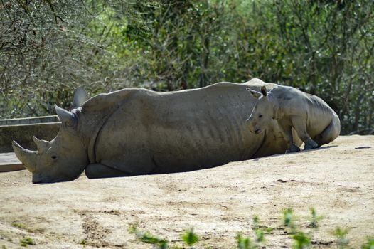 Young rhinoceros and mum on a rock background in a wildlife park in France