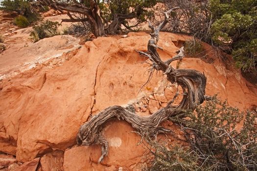 Dead tree in Canyonlands National Park Utah
