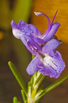 Close-up photograph of a flower of the Rosemary plant.