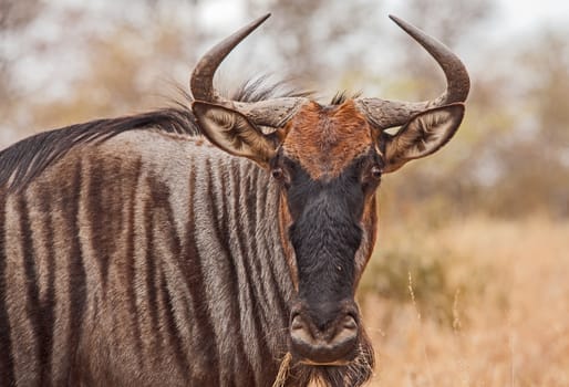 Wildebeest (Connochaetes taurinus) photographed in Kruger National Park. South Africa