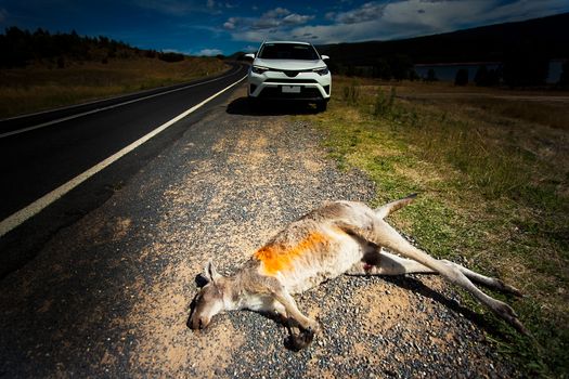 Exceeded Kangaroo in Outback in New South Wales Australia