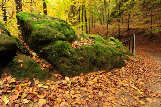 Beautiful autumn color forest with leaves and foliage