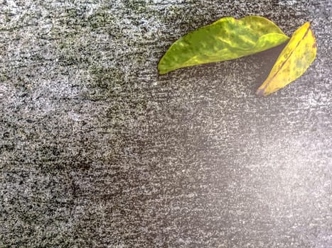 Yellow leaves on the old floor