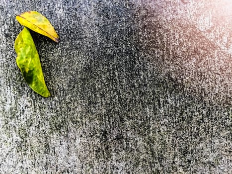 Yellow leaves on the old floor