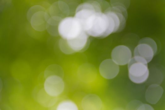 Green bokeh burry background