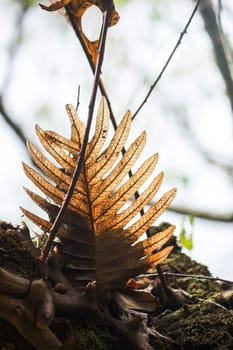 dead fern in deep forest in mountian at north of thailand, concept of nature
