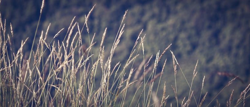 Mission grass beautiful on meadow and soft light bokeh for background, vintage style