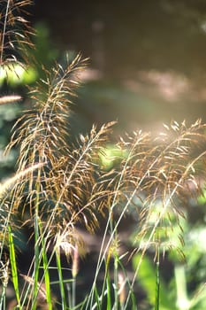 Mission grass beautiful on meadow and soft light bokeh for background