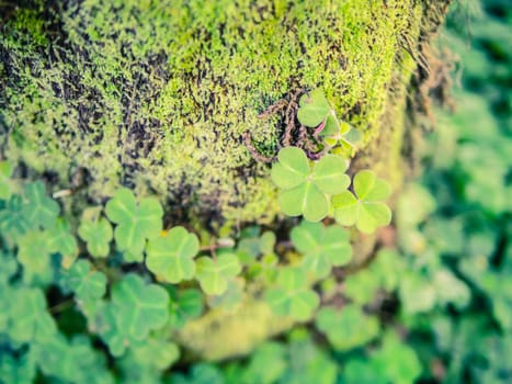 Bright green shamrock clover trioflium growing with moss on the tree trunk bark, blured background, copy place