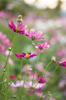 Pink, white, purple and red cosmos flowers in the garden, soft focus and retro film color tone