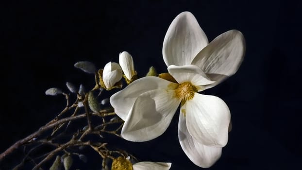 white flower on the black background
