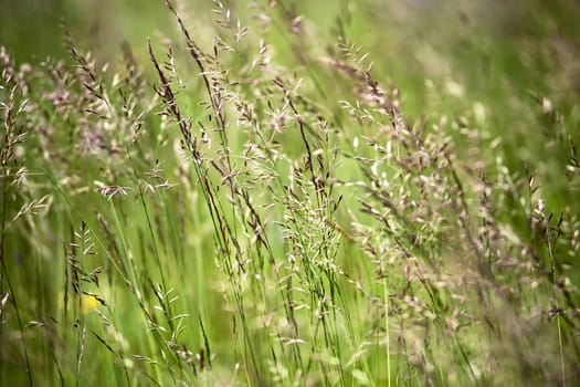 Wild green summer meadow close up. Abundance of green grass in summer. 