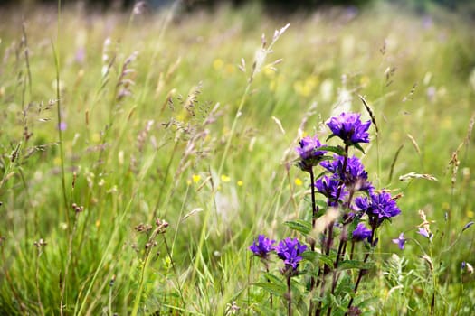 Booming wild flowers on the meadow in summer. Spring flower seasonal nature background