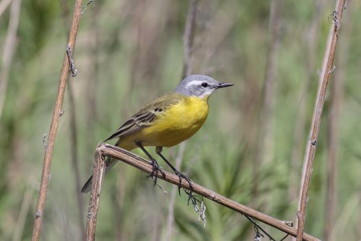male Yellow wagtail (Wagtail Motacilla flava) sitting on a branch