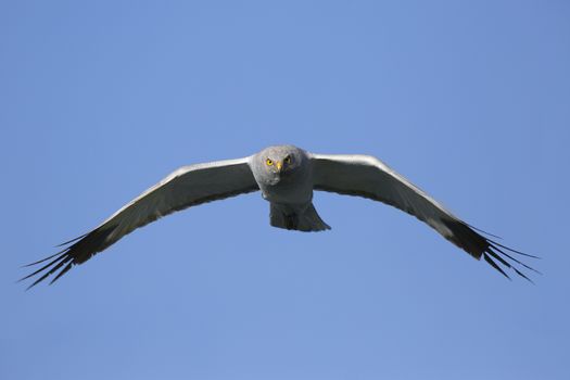 Northern Harrier (Circus cyaneus) male in flight