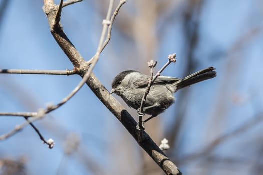 Willow Tit (Parus montanus) jumps on branches of trees