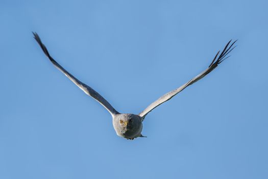 Northern Harrier (Circus cyaneus) male in flight