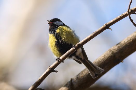 Great Tit (Parus major) on tree against the blue sky