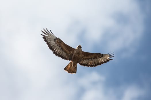 Buzzard in flight against the blue sky