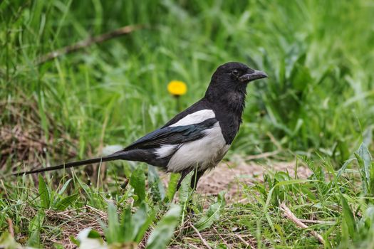 Magpie sitting in the green grass