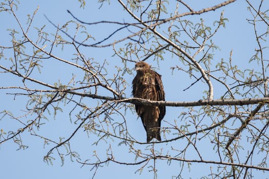 The female black kite sitting on a tree branch near its nest