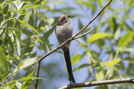 Long-tailed Tit sitting on a tree among green leaves