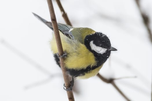 Greater titmouse,  Parus major,sitting on a branch