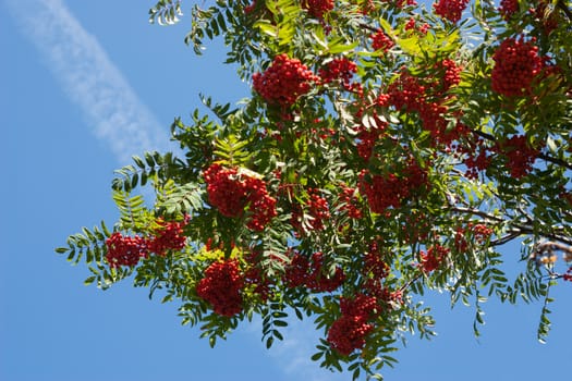 Twig rowan on the background of blue sky
