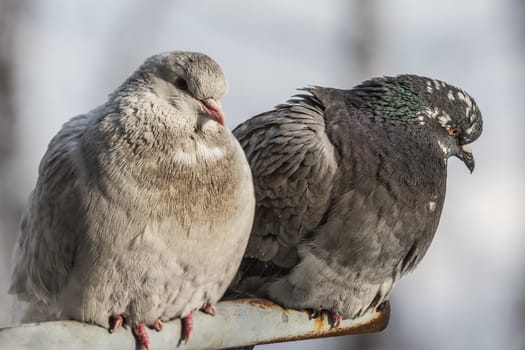 two pigeons in winter time close-up  