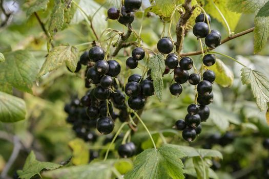 The ripened black currant on a branch