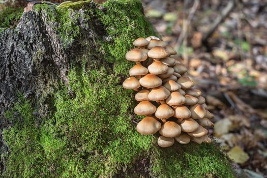 A colony of mushrooms growing on an old tree stump covered with moss  close-up