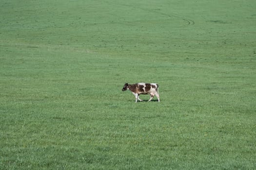 Lonely cow on the vast green meadow