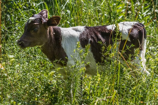 Calf stands in high green grass