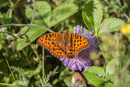 Orange Butterfly high brown fritillary (Fabriciana adippe)


