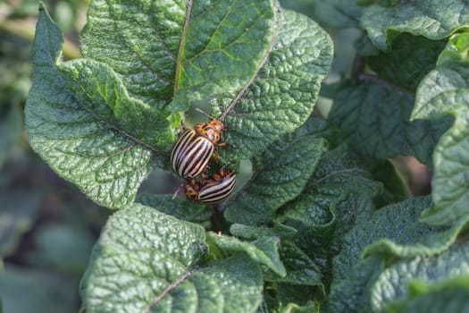 Two Colorado potato beetle on potato leaves