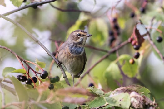  bluethroat (Luscinia svecica) sitting on a branch of bird cherry