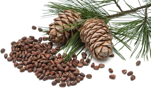 cedar nuts and cedar  cones isolated on white background