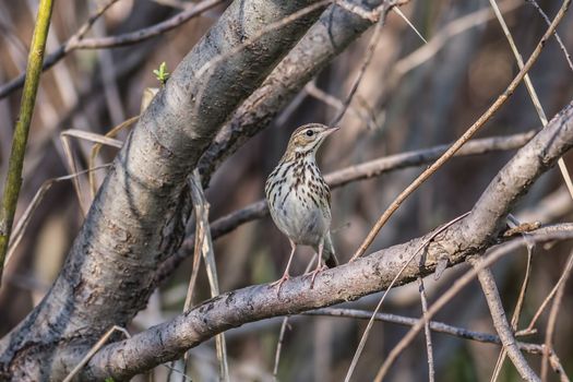 Tree pipit, Anthus trivialis sitting on a tree branch