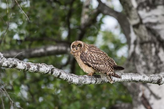 Short-eared Owl sleeping on a branch