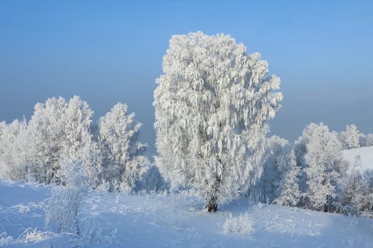 Forest on an overcast winter day